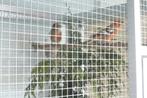 aangeboden pop of man witband kruisbek 2024, Dieren en Toebehoren, Vogels | Overige Vogels, Meerdere dieren, Wildzangvogel, Geringd