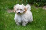 Maltipoo pups te koop, Dieren en Toebehoren, 15 weken tot 1 jaar, Overige rassen, Buitenland, CDV (hondenziekte)