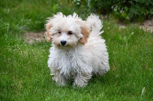Maltipoo pups te koop, Dieren en Toebehoren, Honden | Chihuahua's en Gezelschapshonden, Meerdere dieren, Overige rassen, Fokker | Professioneel