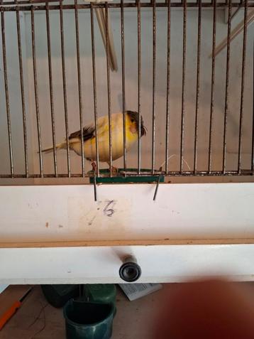 Gloster pop met kuif, Dieren en Toebehoren