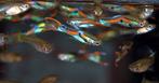 Endler guppy’s, Dieren en Toebehoren, Zoetwatervis