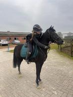 Mooie zwarte parel te koop, Dieren en Toebehoren, Ruin, C pony (1.27m tot 1.37m), Gechipt, 3 tot 6 jaar