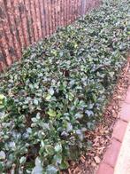 Ilex zonder rode bessen winterhard blijf groen, Tuin en Terras, Ophalen of Verzenden