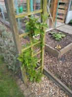 Kiwibes planten, Volle zon, 100 tot 250 cm, Ophalen of Verzenden, Zomer