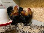 Brahma hanen, Dieren en Toebehoren, Mannelijk, Kip