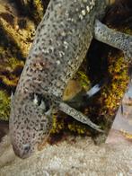 2 axolotls (Wildkleur), Dieren en Toebehoren, Vissen | Aquariumvissen