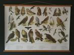Schoolplaat poster “ Roofvogels en Uilen “, Ophalen of Verzenden, Zo goed als nieuw