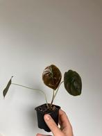 Alocasia red secret, Ophalen