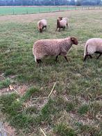 Ardense Voskop, Dieren en Toebehoren, Mannelijk, Schaap, 0 tot 2 jaar