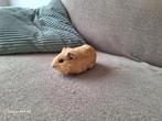 Jonge cavia's, Dieren en Toebehoren, Knaagdieren, Cavia