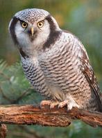 Sperweruil, Mannelijk, Roofvogel, Geringd