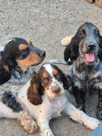 Engelse Cocker Spaniël pups, België, Fokker | Hobbymatig, CDV (hondenziekte), 8 tot 15 weken