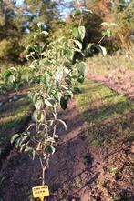 Cornus Florida / kornoelje, Plein soleil, Autres espèces, Enlèvement, Été