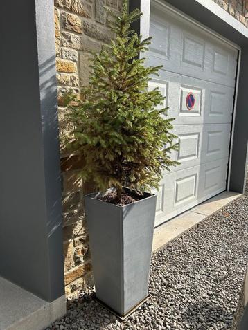 Grand ecopot + sapin Hauteur totale 150 cm disponible aux enchères