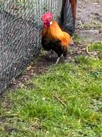 Serama haan te koop, Animaux & Accessoires, Volatiles