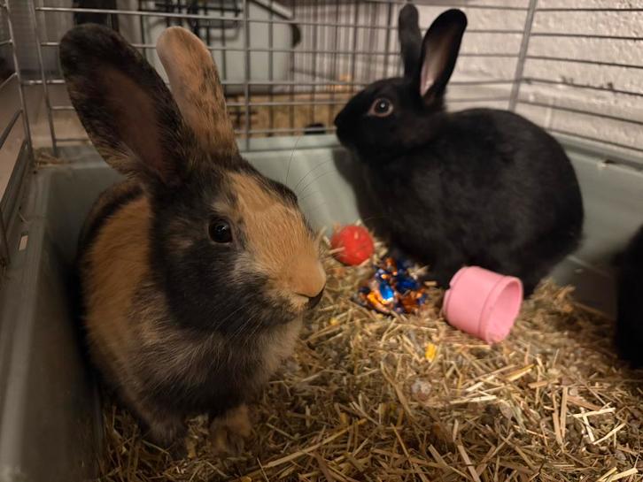 Lieve schattige konijntjes te geef, Dieren en Toebehoren, Konijnen, Dwerg, Meerdere dieren, 0 tot 2 jaar