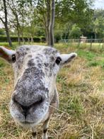 Op zoek naar een bruin haarschaap ram, Dieren en Toebehoren