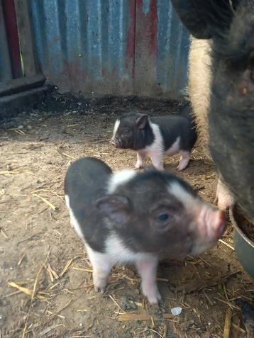 Nog twee Mooie lieve mini biggen
