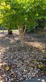 Japanse esdoorn (acer), Tuin en Terras, Planten | Bomen, Ophalen