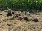 Stronken brandhout, Tuin en Terras, Ophalen, Stammen