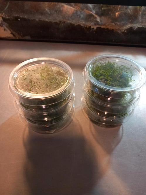 Vesicularia ferriei ( weeping mos ) 80 cc cup, Dieren en Toebehoren, Vissen | Aquaria en Toebehoren, Nieuw, Plant(en), Steen of Hout