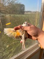 Bruin bonte Distelvink man 2025, Dieren en Toebehoren, Vogels | Overige Vogels, Mannelijk, Wildzangvogel, Geringd