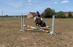 Lieve B pony onder het zadel en in de koets., Gechipt, B, Ruin, 7 tot 10 jaar