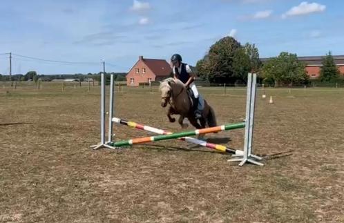 Lieve B pony onder het zadel en in de koets., Dieren en Toebehoren, Pony's, Ruin, B, B pony (1.17m tot 1.27m), 7 tot 10 jaar, Gechipt