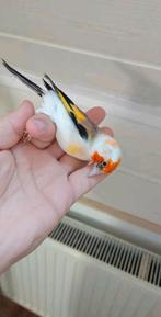 90€ Witkopputter mannetje 2025, Dieren en Toebehoren, Ophalen