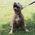 "Sadie" Amerikaanse Staffordshire Terrier - pup te koop, Dieren en Toebehoren, Honden | Jack Russells en Terriërs, 15 weken tot 1 jaar