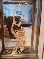 Taxidermie spiraal, Verzamelen, Ophalen of Verzenden, Zo goed als nieuw