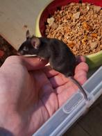 4 kleurmuizen LAATSTE KANS, Animaux & Accessoires, Rongeurs, Mâle, Domestique, Novembre, Souris