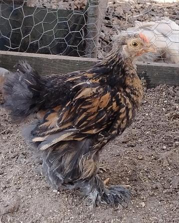Cochin kriel haantjes, Dieren en Toebehoren, Pluimvee