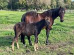 Leuk PRE hengstenveulen te koop, Dieren en Toebehoren, Paarden, Hengst, Niet van toepassing, Gechipt