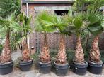 Washingtonia robusta x filifera (hybride), Tuin en Terras, Planten | Tuinplanten, Ophalen, Zomer, Vaste plant, Overige soorten