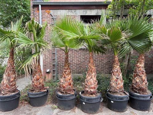 Washingtonia robusta x filifera (hybride), Tuin en Terras, Planten | Tuinplanten, Vaste plant, Overige soorten, Zomer, Ophalen