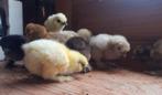 Zijdehoen kuikens, Meerdere dieren, Kip