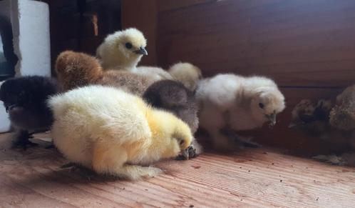 Zijdehoen kuikens, Dieren en Toebehoren, Pluimvee, Kip, Meerdere dieren