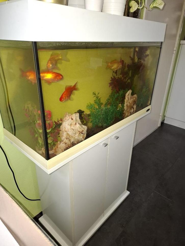 Aquarium met kast, verlichting en filtermotor, Dieren en Toebehoren, Vissen | Aquaria en Toebehoren, Gebruikt, Filter of Co2, Ophalen