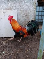 Marans x Leghorn, Dieren en Toebehoren