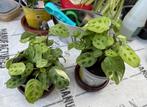 Maranta (De Gebedsplant) plant, Huis en Inrichting, Kamerplanten, Ophalen
