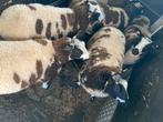 Baggerbonte bok, Dieren en Toebehoren, Schapen, Geiten en Varkens, Mannelijk, Schaap, 0 tot 2 jaar