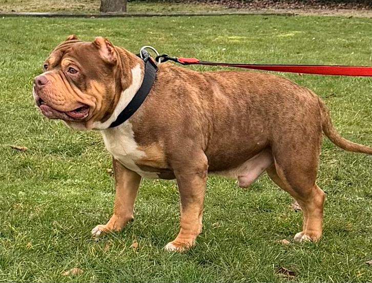 American bully pocket dekreu/for stud choco tricolor/merle, Dieren en Toebehoren, Honden | Bulldogs, Pinschers en Molossers, Reu