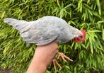 Trio Leghorn Isabelpatrijs, Dieren en Toebehoren, Pluimvee