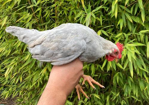 Trio Leghorn Isabelpatrijs, Dieren en Toebehoren, Pluimvee