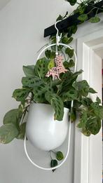 Maranta+ikea hanging pot, Huis en Inrichting, Kamerplanten, Ophalen of Verzenden