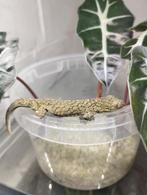 3 jeunes adultes Eurydactylodes agricolae mâles, Animaux & Accessoires, Reptiles & Amphibiens, Domestique, Autres espèces, 0 à 2 ans