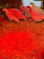 Jeunes Onagadori, Animaux & Accessoires, Volatiles, Poule ou poulet