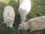 Schapen (Rammen + ooien) te koop, Meerdere dieren, Schaap, 0 tot 2 jaar