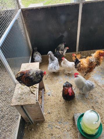 Jeunes coqs, Mâle, Poule ou poulet